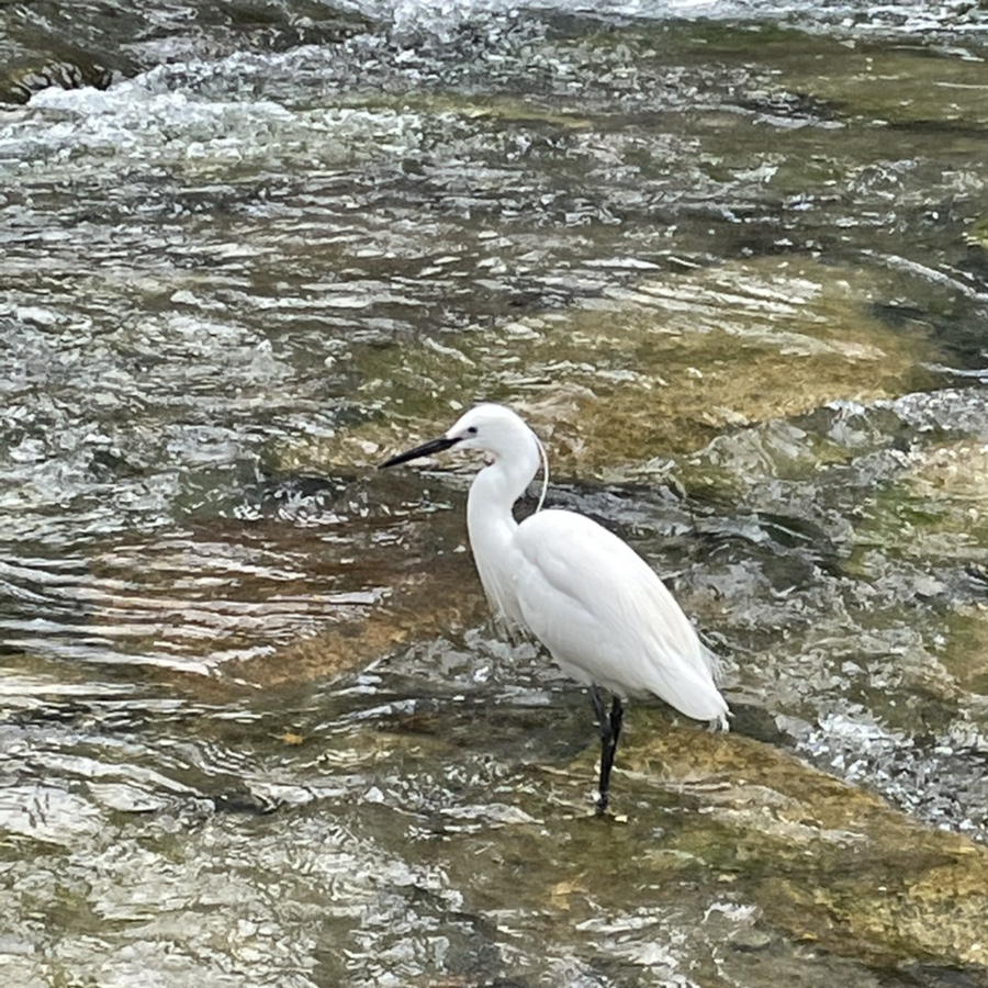 article thumbnail image