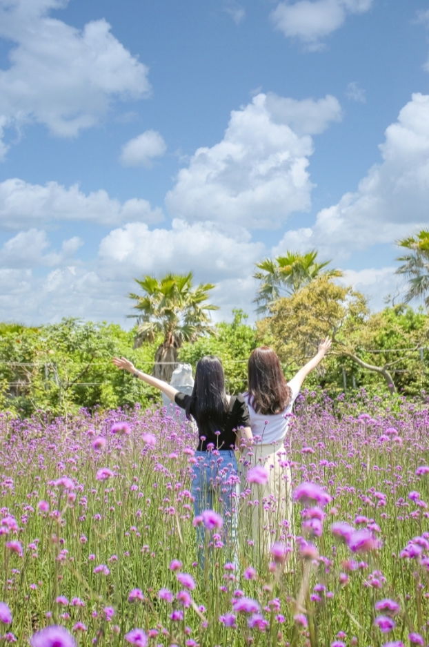 여름꽃&능소화 축제
