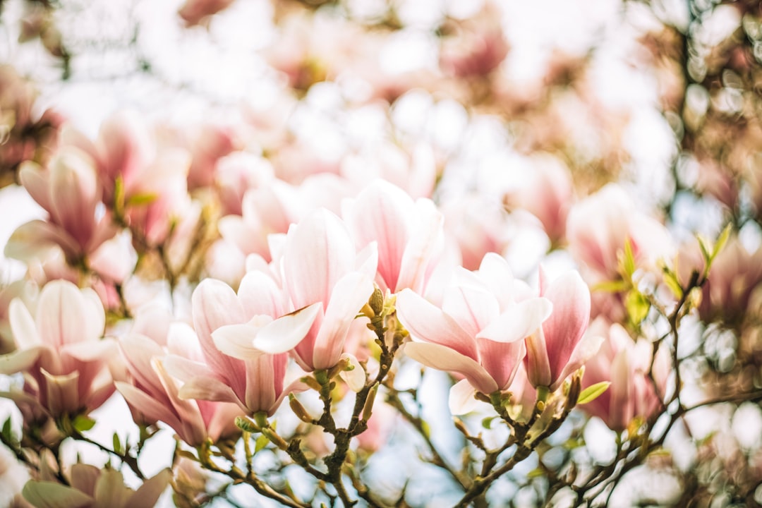 Bloom