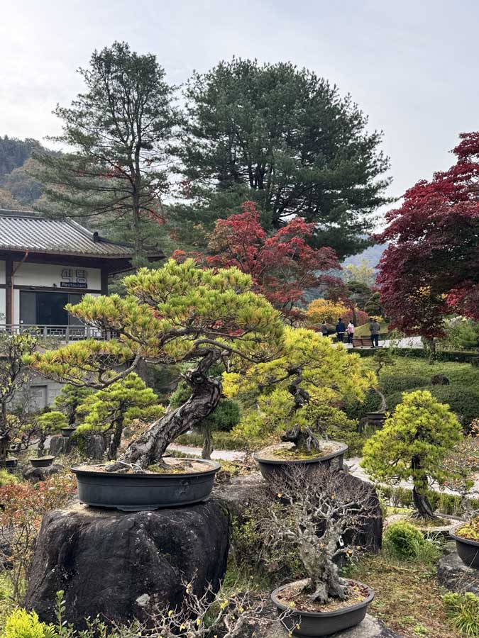 가을빛 가득한 아침고요수목원, 사진으로 담은 정원의 계절