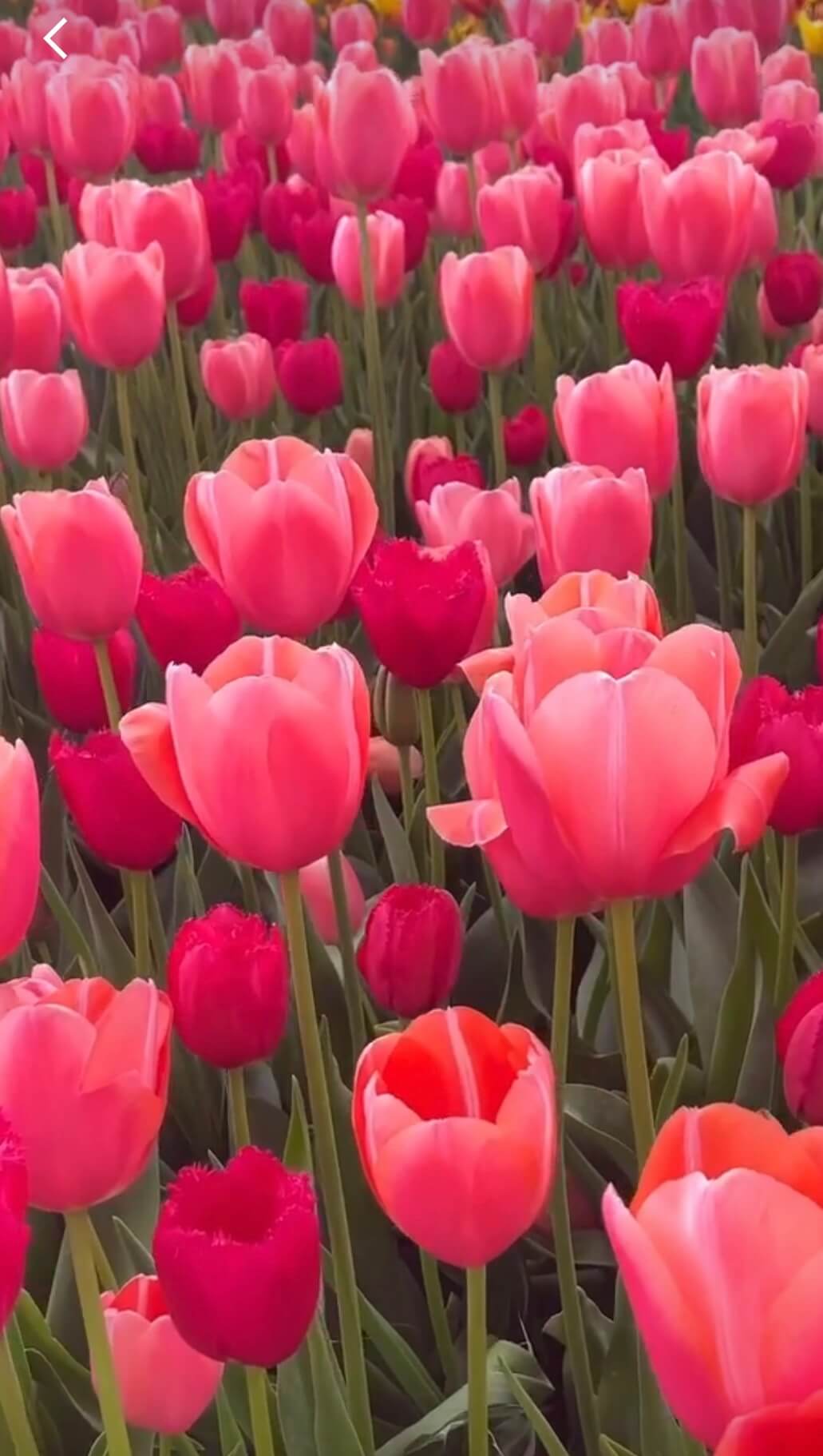 태안 세계튤립박람회 소식 관련사진