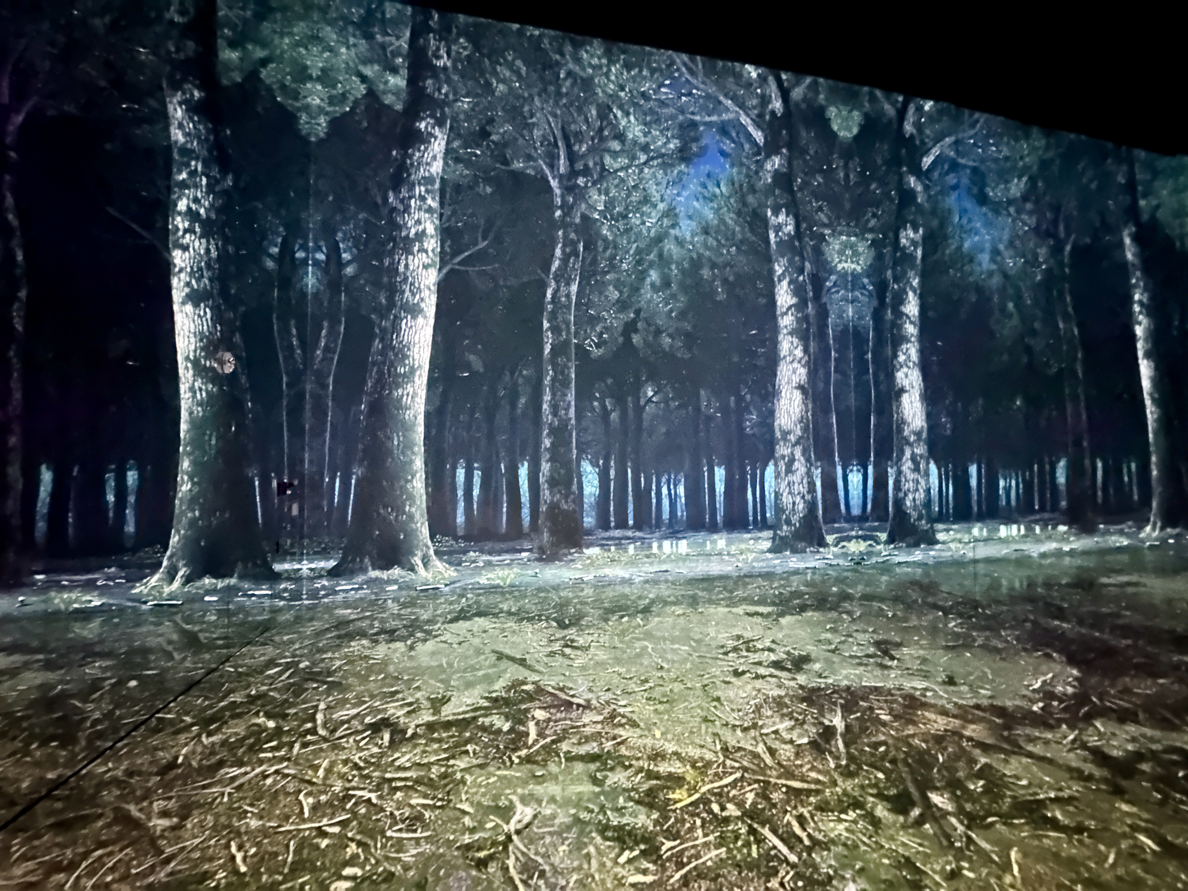 강릉 아르떼 뮤지엄 포레스트