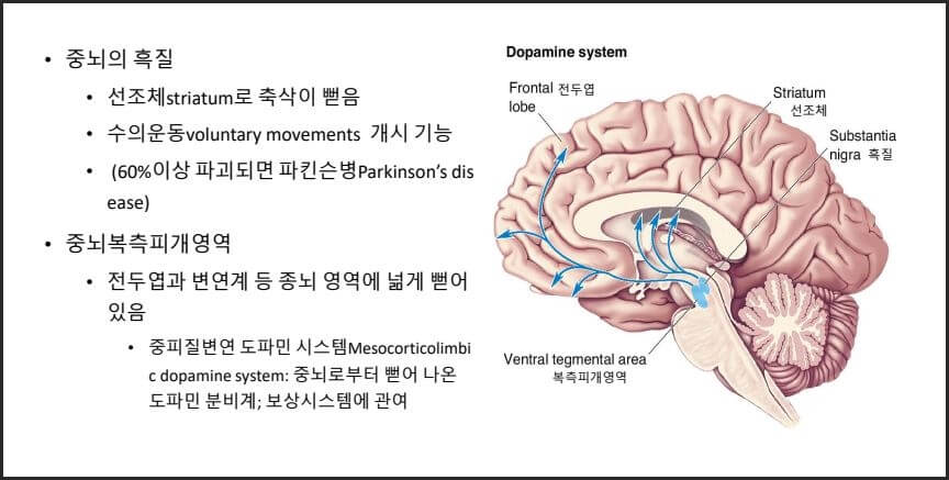 “도파민 경로와 뇌의 보상 시스템 구조”