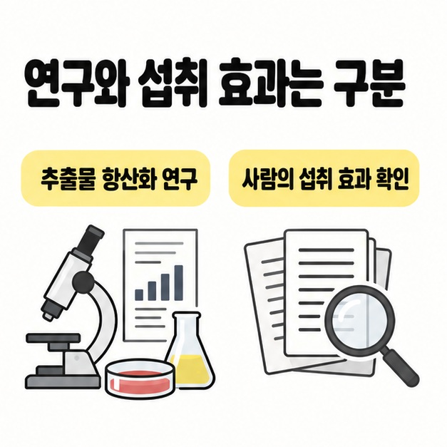 추출물의 항산화 연구와 사람의 섭취 효과 확인을 분리해 보여주는 두 영역 비교 도식