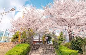 부산 달맞이길 벚꽃 드라이브 코스