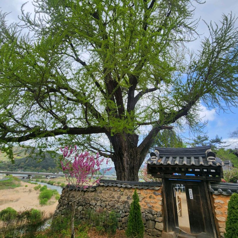금시당