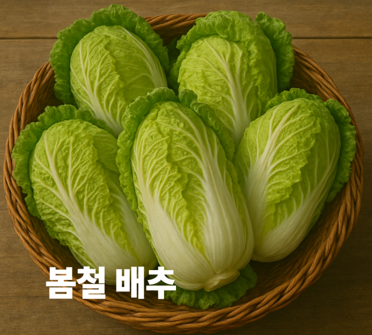 부드럽고 아삭한 식감과 풍부한 수분의 봄철 배추 효능 영양성분
