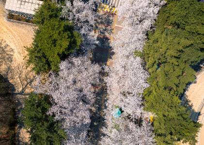 렛츠런파크 야경 벚꽃 축제