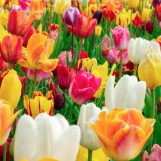 2025 보롬왓 튤립축제 포스팅 썸네일