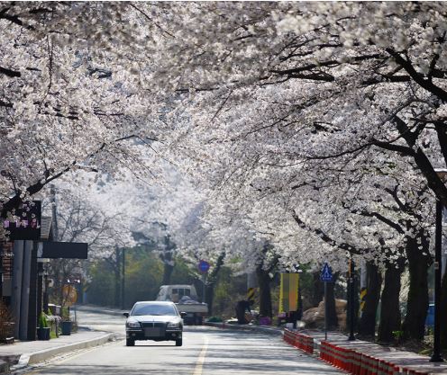 공주 벚꽃