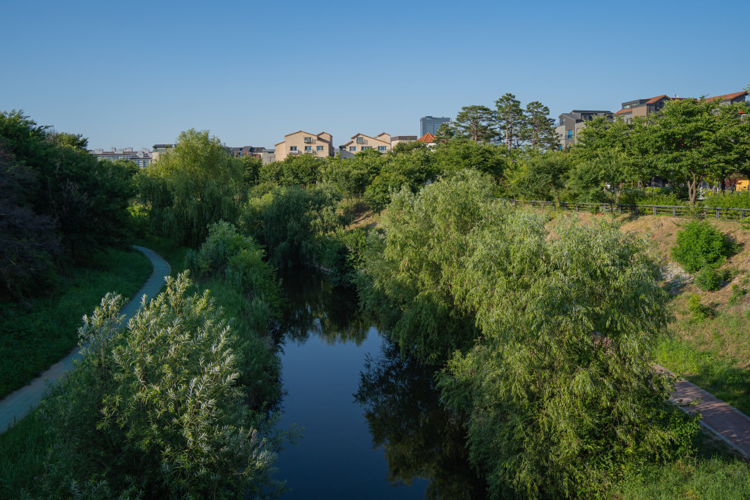 신동 수변공원 버드나무