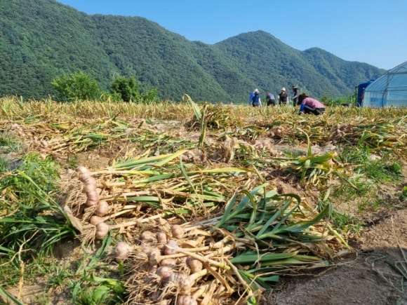 2025 단양 마늘축제 &amp; 단양마늘 활용