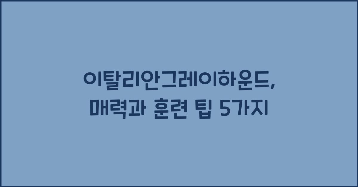 이탈리안그레이하운드