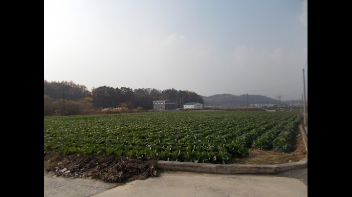 괴산 절임배추