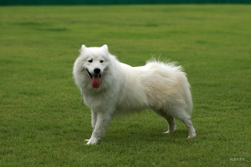 ▲ 강아지 종류 및 품종별 특징 총정리: 나에게 맞는 반려견 고르는 법 (사진 : 네이버 지식백과)