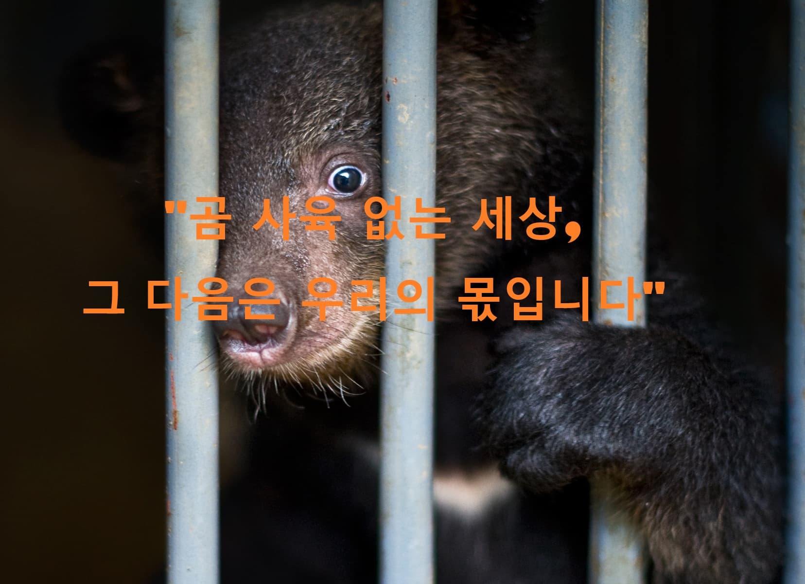 곰 사육 종식 이후, 우리가 준비해야 할 과제들
