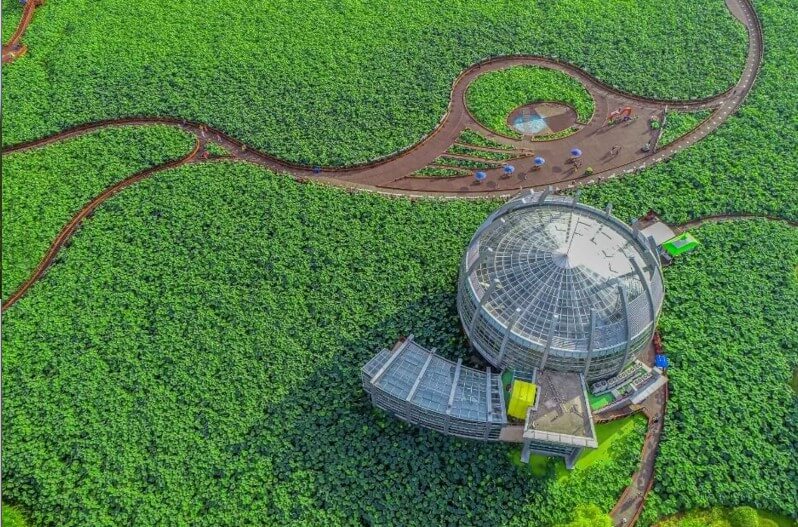 회산백련지-무안연꽃축제