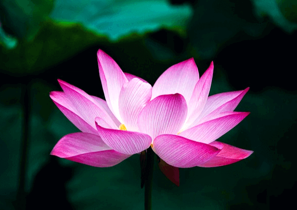 연분홍색 연꽃 한송이가 피어있다. 넓은 연잎들이 주위에 가득하다.