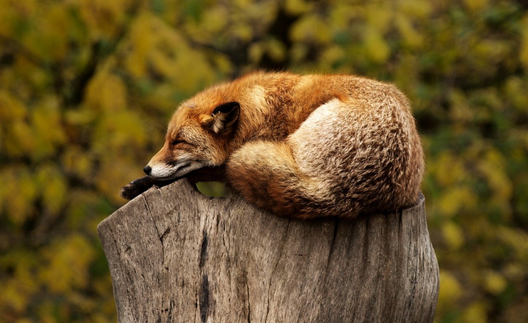 고목 위에서 편안하게 잠든 여우, 자연 속 휴식의 모습