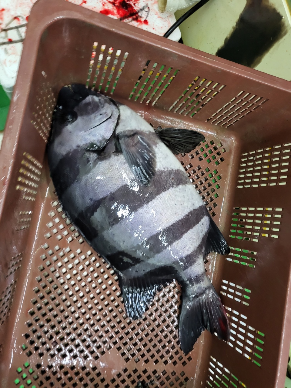 빵이 두꺼운 2.5kg 짜리 돌돔.