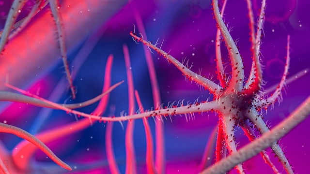 바이브리오볼니피쿠스