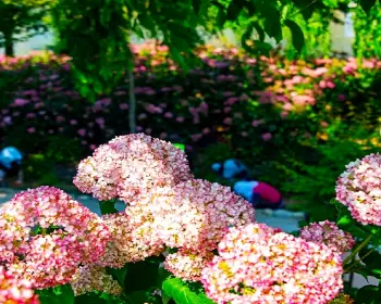 공주 수국축제 유구색동 수국 정원 꽃축제_11
