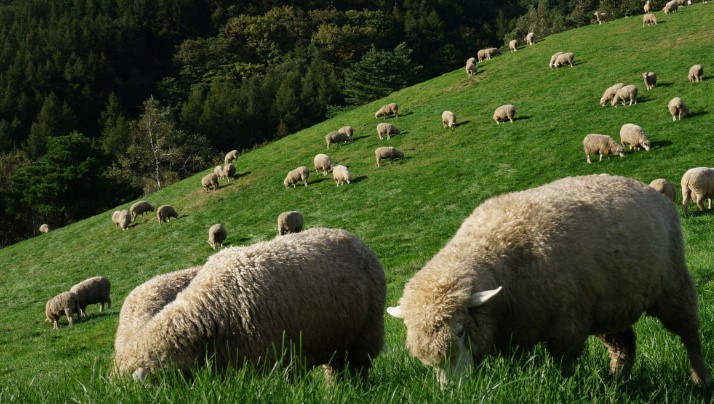 대관령 양떼목장