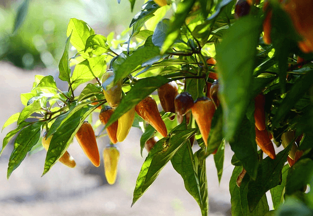 초록색 줄기에 잎들과 작은 노란색 할라피뇨들이 가득 열렸다.