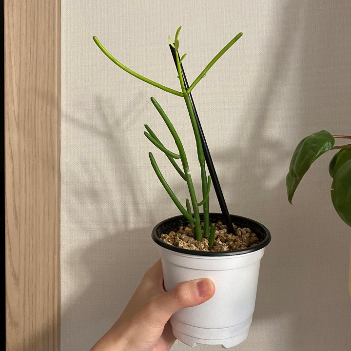 파티오라금 현재