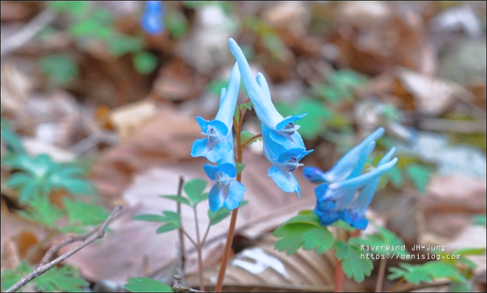 파란 현호색 천성산 상리천 야생화 트레킹