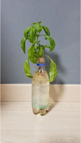 바질 재배 실내 재배 가지 치기 잎 수확_2