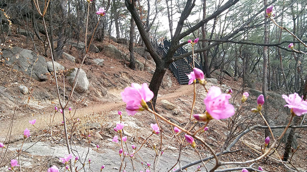 서울둘레길(SeoulTrail) 1-3코스 수락산·불암산 '유단자나무'