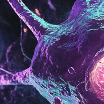 백혈구 정상수치와 수치 올리는 음식