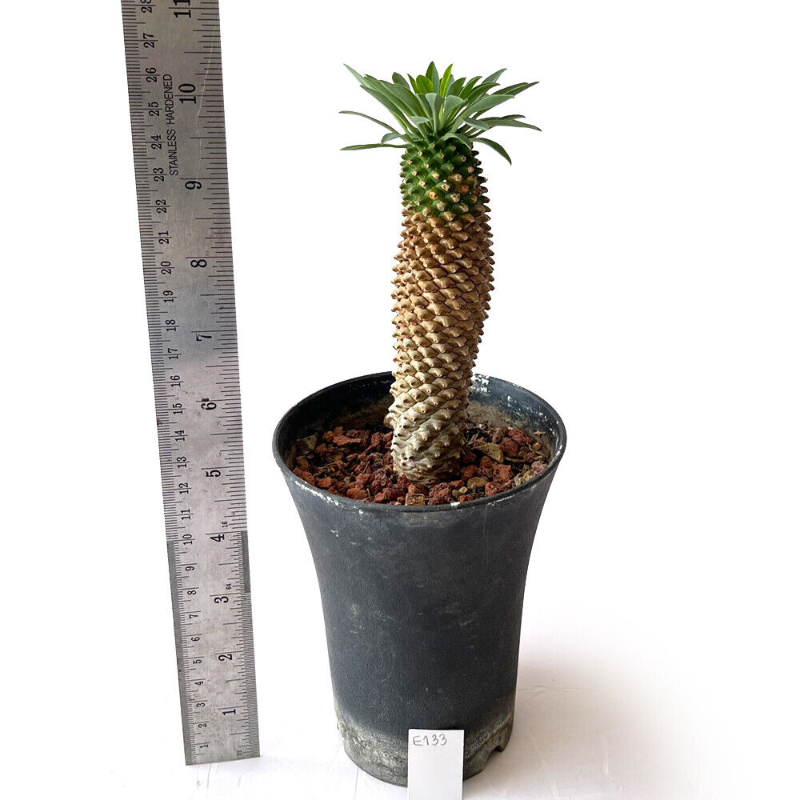 괴마옥 기르기 키우기 번식 다육 물주기 자르기 꽃 옷자람 분갈이