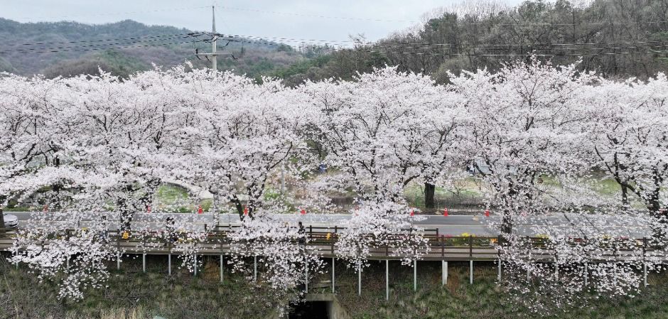 대청호 벚꽃축제 벚꽃 드라이브 여행 가이드 🌸
