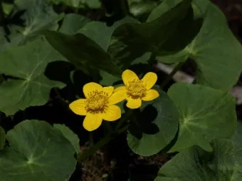 5월의 야생화 백화등 소리쟁이 낮달맞이꽃 알프스민들레_13