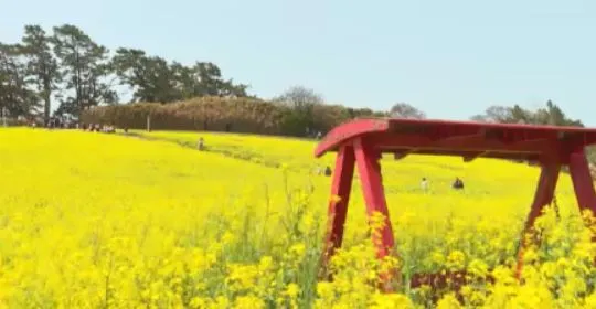 부안 수성당 유채꽃 히든스팟 개화시기_5