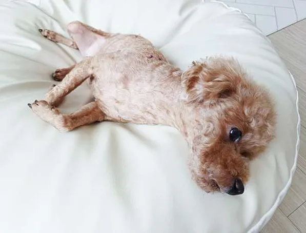 힘참동물병원