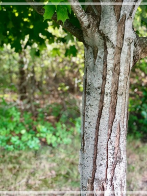단풍으로 물든 성수동 카페거리의 감성적인 야외 테라스 모습 