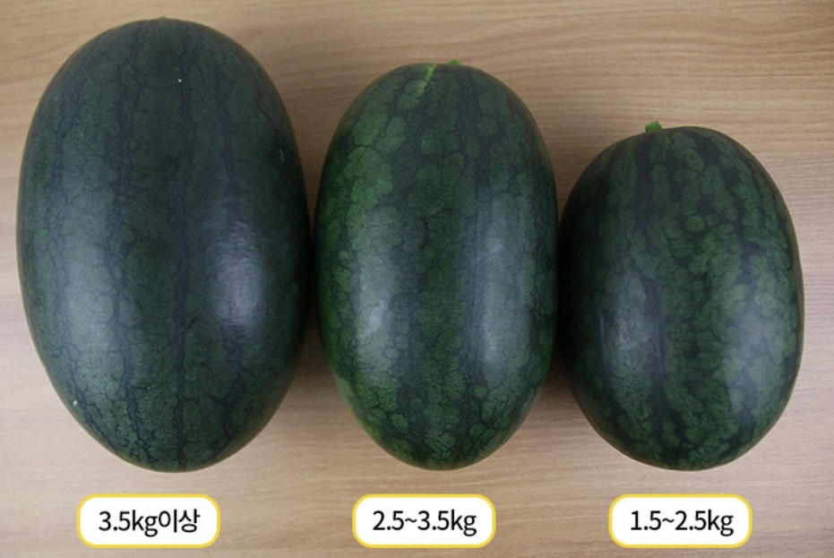 EBS-극한직업-전북-고창-블랙망고수박