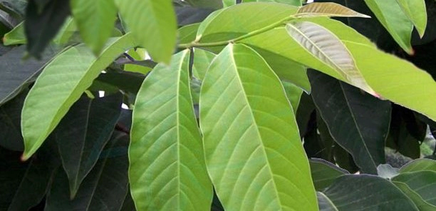 바나바잎 먹는법 차 끓이는 방법 및 바나바 잎 성분 정리