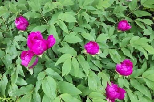 모란-목단-묘목-심기-식재방법-심는방법-식재시기-심는시기