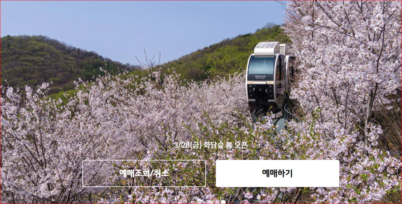 2025 화담숲 벚꽃 예약