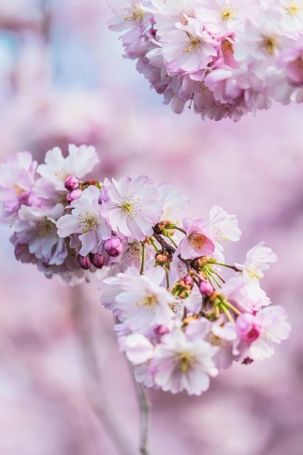 태안 튤립축제 주차 꿀팁,입장료 할인 방법