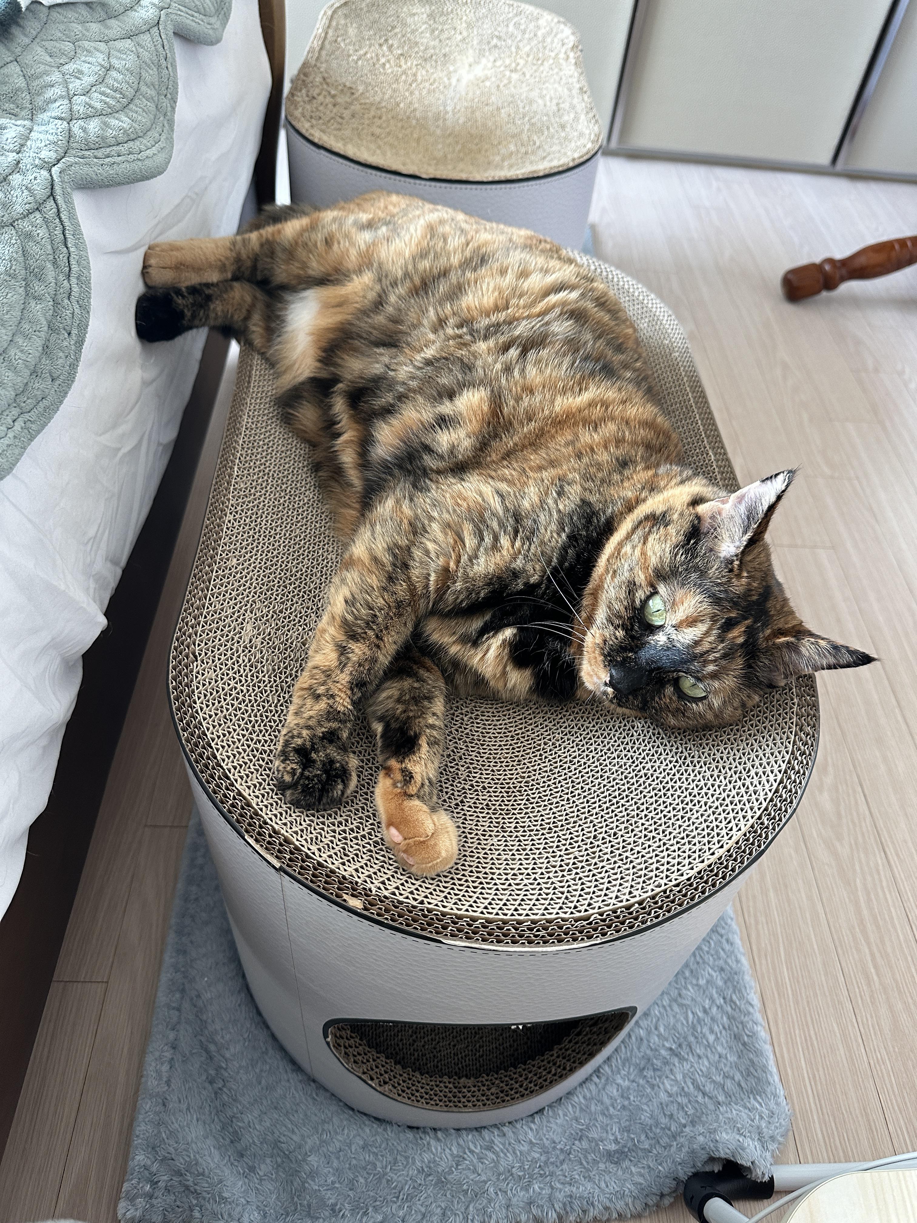 새_스크래쳐_위에_누워서_발라당발라당_기분좋은_카오스고양이_사랑이_1