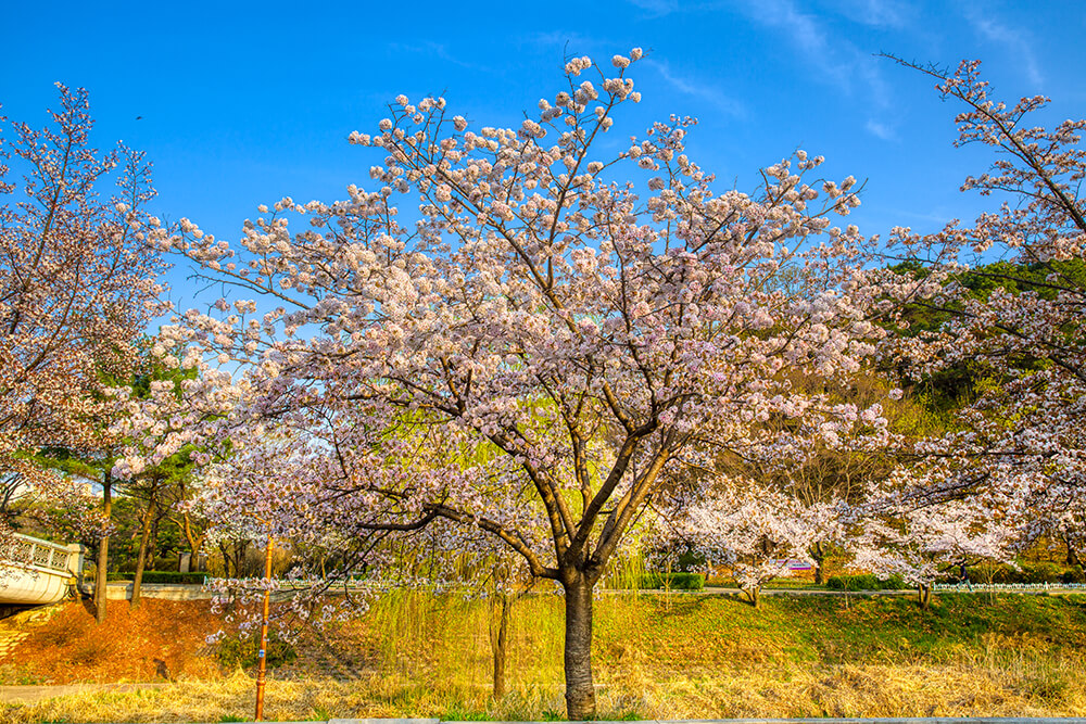 분당중앙공원 벚꽃 - 15