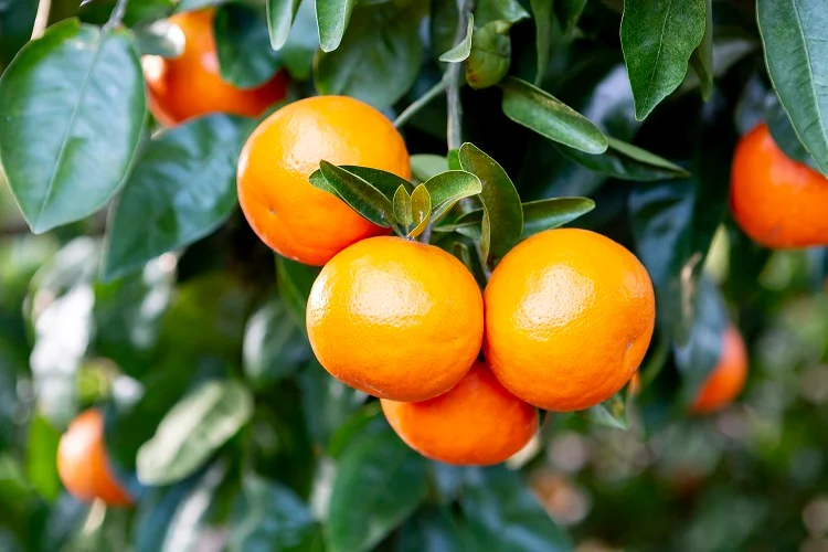 귤-효능-4가지-부작용-귤-보관법