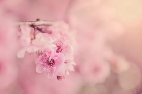 충청도 벚꽃 명소