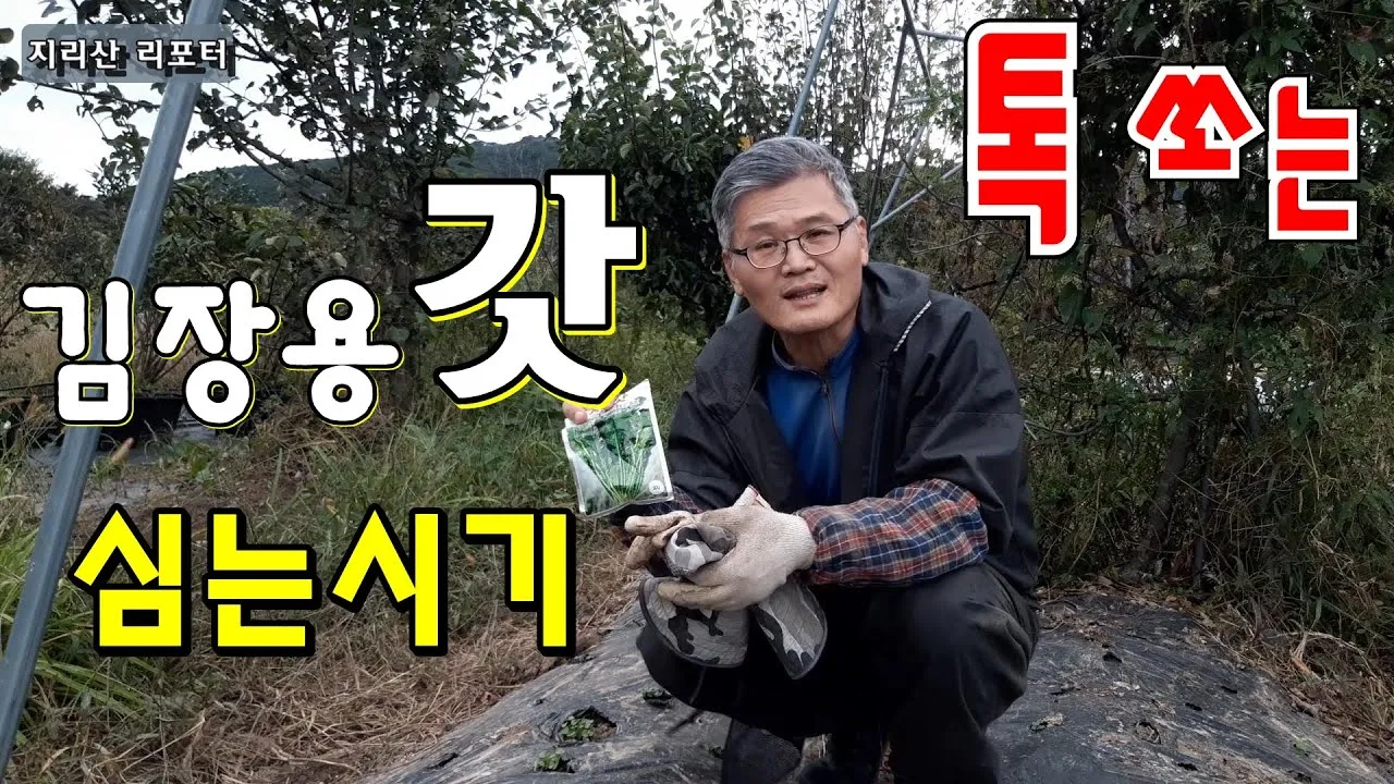 갓 재배 직파 재배 빠른 수확 잎 따기_6
