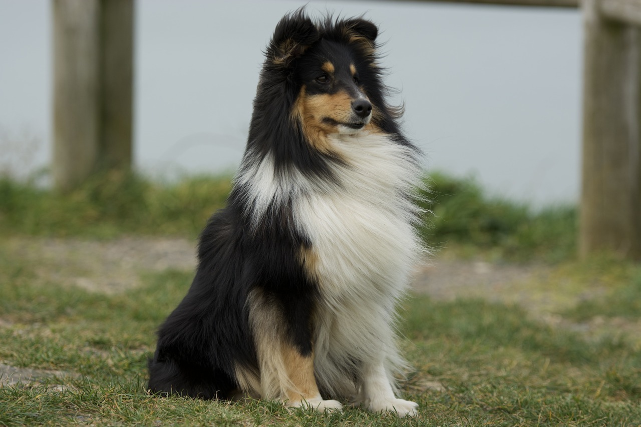 리터랜드 쉽독(Litterland Sheepdog)3